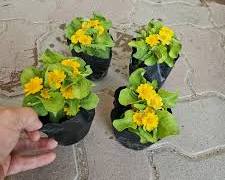 멜람포디움 이미지 사진