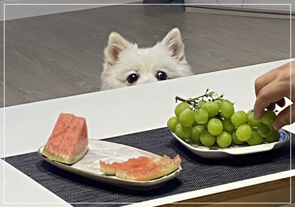 반려견 음식