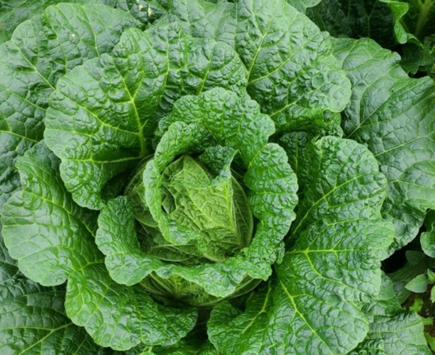 괴산 해남 대관령 절임배추 사전예약