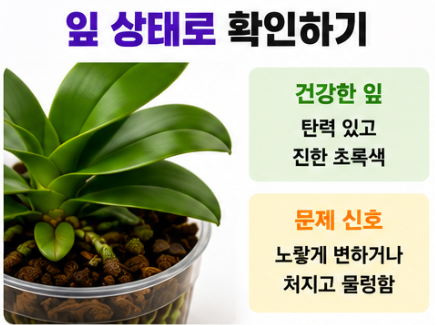 잎 상태로 확인하기