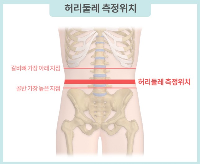 비만관리 - 체질량지수(BMI) 계산기, 살이 찌는 이유, 살빼는 방법