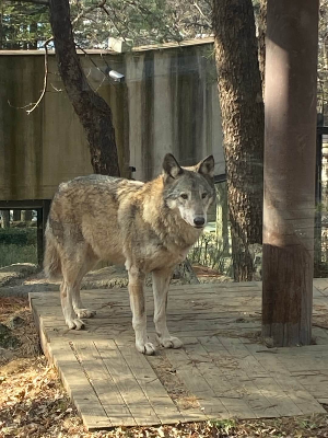 서울대공원 늑대사 말승냥이