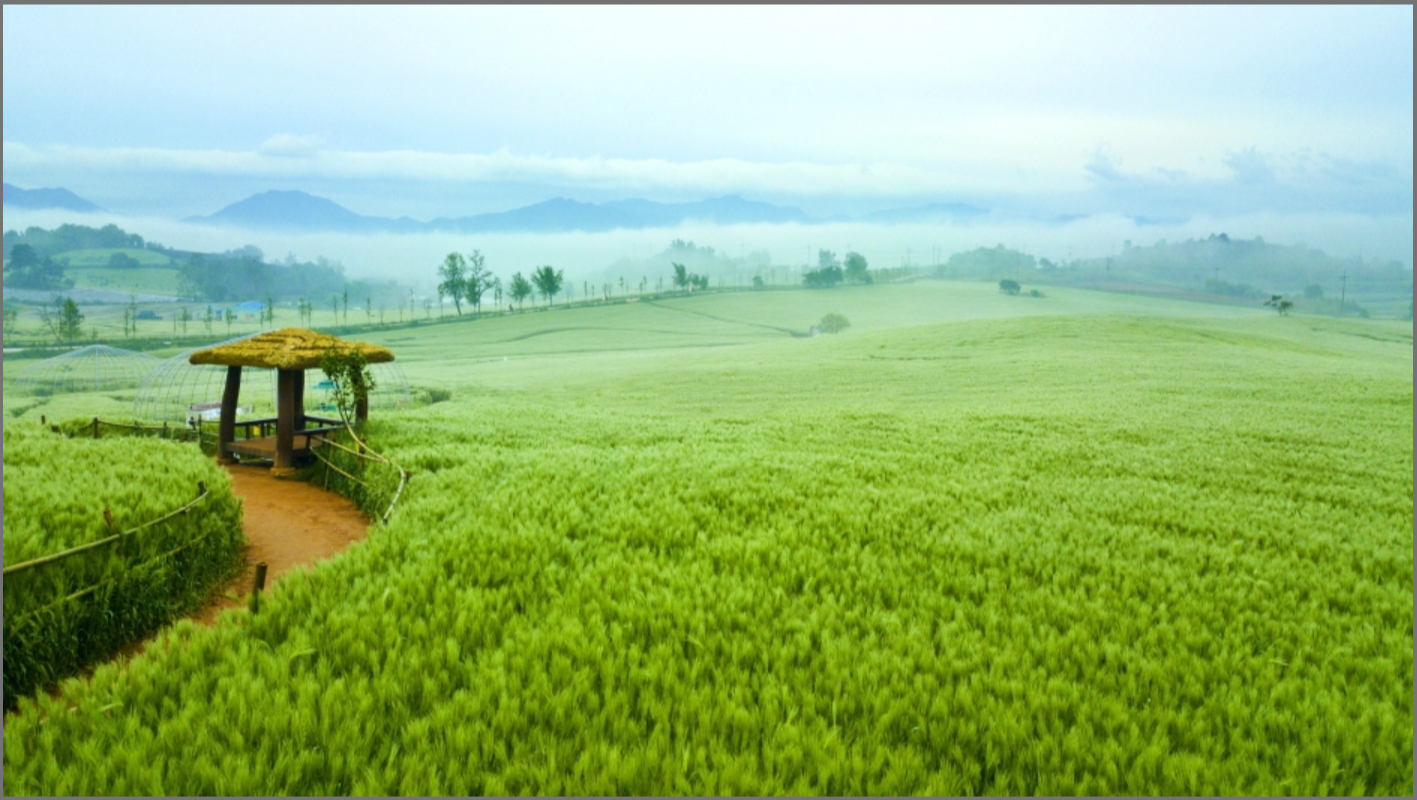 고창 청보리밭 축제 2025
