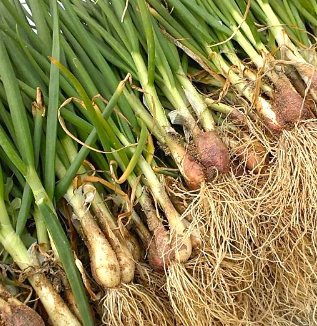 6월에 심는 작물6