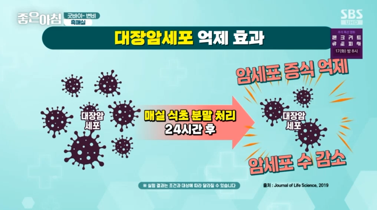 매실 흑매실 효능 매실짱아찌 매실청 만드는법