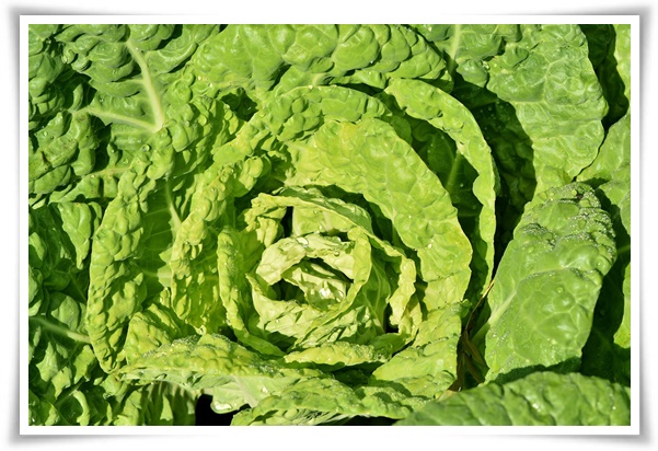 "김장 배추, 직접 길러보세요!" 초보자도 성공할 수 있는 쉬운 재배 가이드