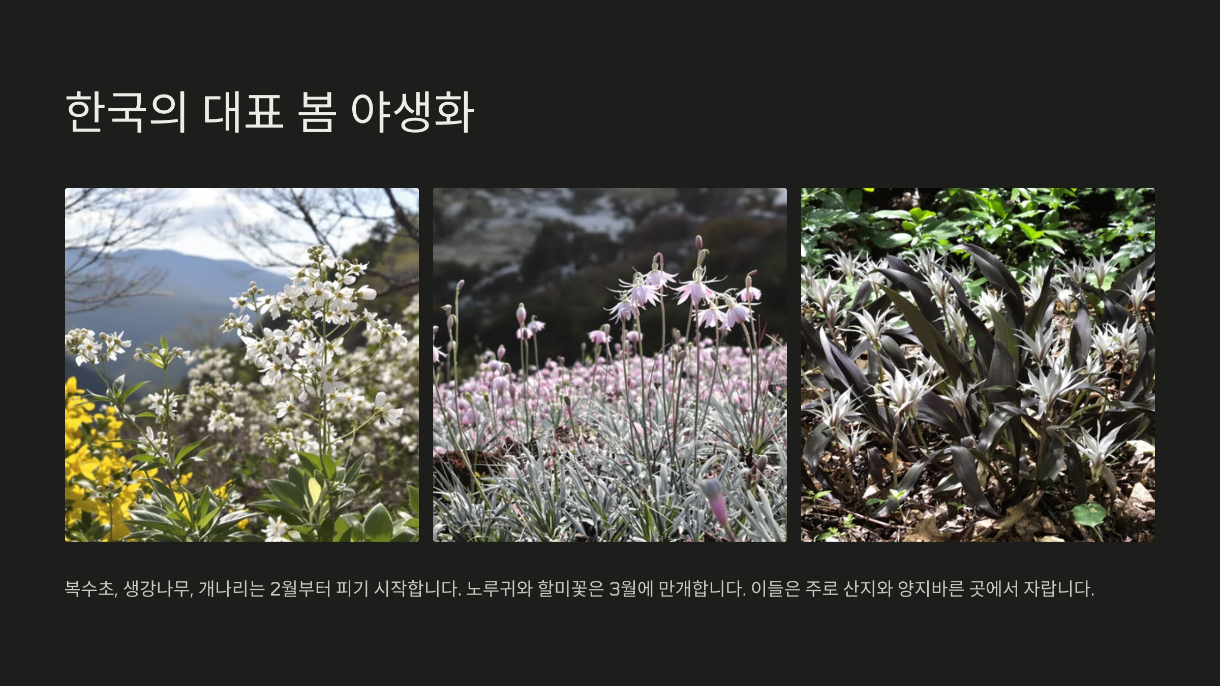 봄꽃 종류 야생화 종류 정리
