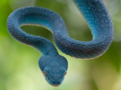 뱀 snake