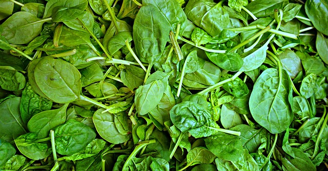 시금치사진