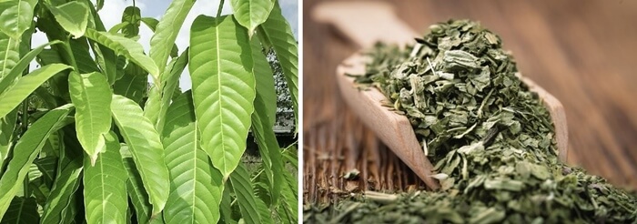 왼쪽 사진은 나무에 달린 바나바잎, 오른쪽 사진은 말린 바나바잎