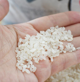 강원도 화천 햅쌀 