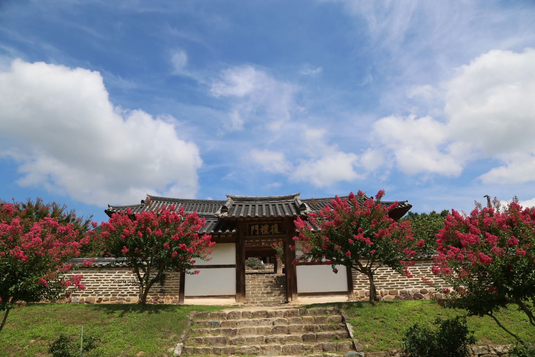 안동 병산서원 배롱나무 꽃