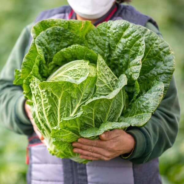 김장 절임배추 온라인 및 대형마트 사전예약