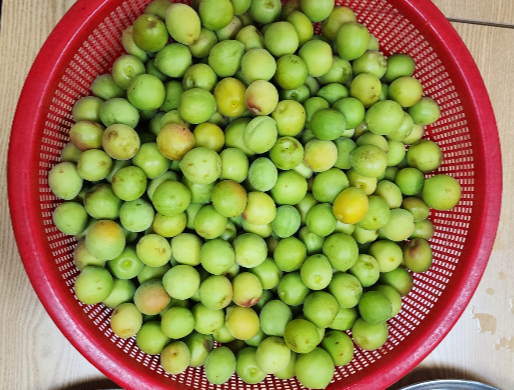 바구니에 담긴 깨끗하게 세척된 청매실