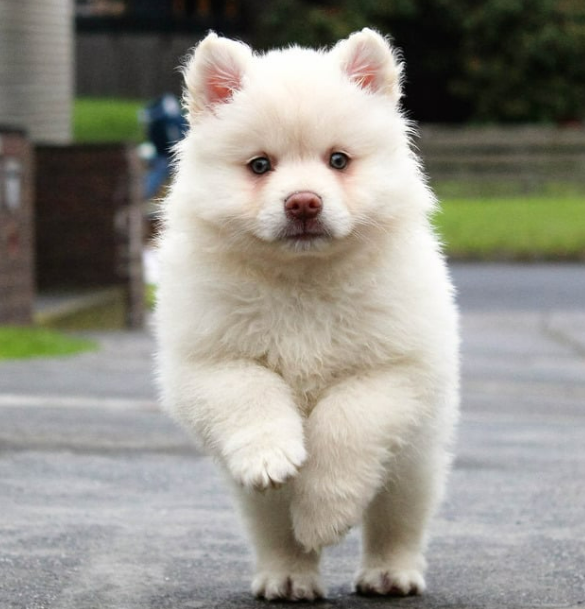 강아지 다리 절뚝? 보호자가 꼭 알아야 할 5가지 이유와 대처법