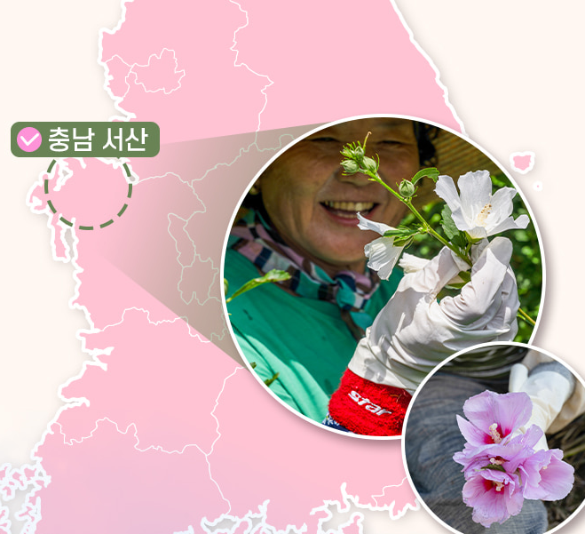 무궁화 다이어트, 무궁핏 효과 및 후기