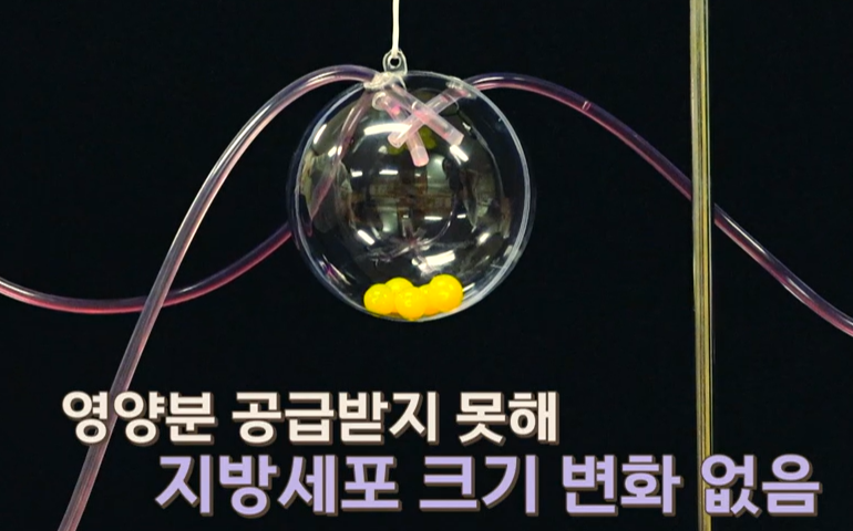 락토페린 효능 