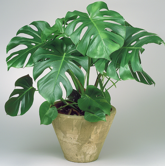 몬스테라 공중뿌리