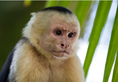 2025년 5월 원숭이띠 운세