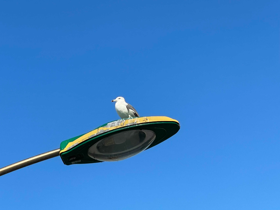 보령 죽도 상화원