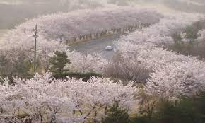 경상북도 경주 보문단지 벚꽃길 벚꽃 명소 베스트 5 벚꽃시기 만개시기 드라이브 코스