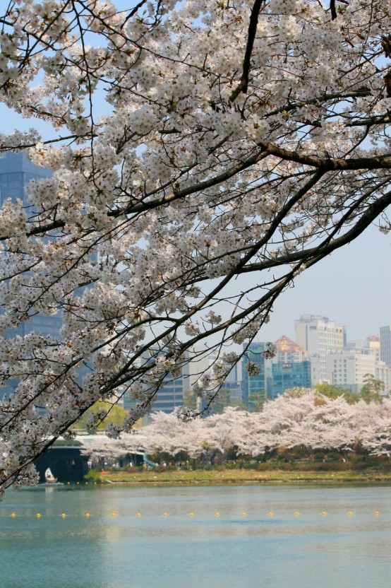 2025년 지역별 벚꽃 개화 시기 명소 볼거리 맛집 추천
