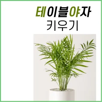 테이블야자 키우기 물주기 실내위치 통풍관리 사무실과 집 모두 적용_9