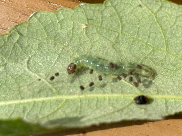 목화명나방 유충