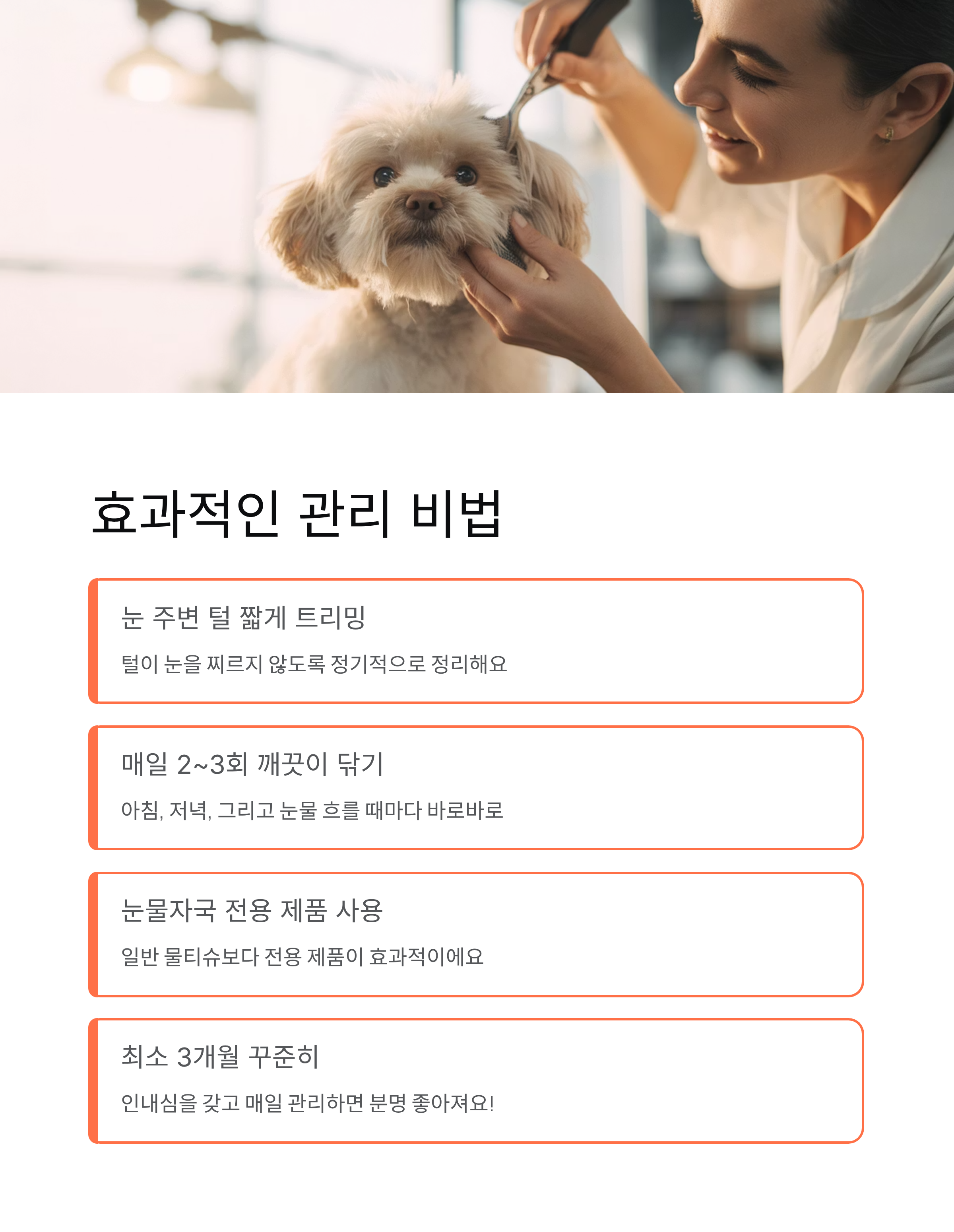 강아지 눈물관리 ❘ 눈물자국 제거 원인 닦는법 사료 영양제 완벽 가이드