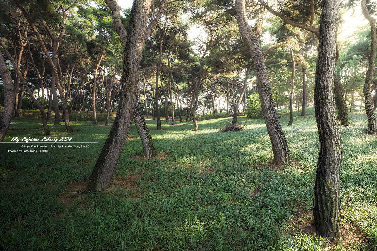 청주 솔밭공원 소나무