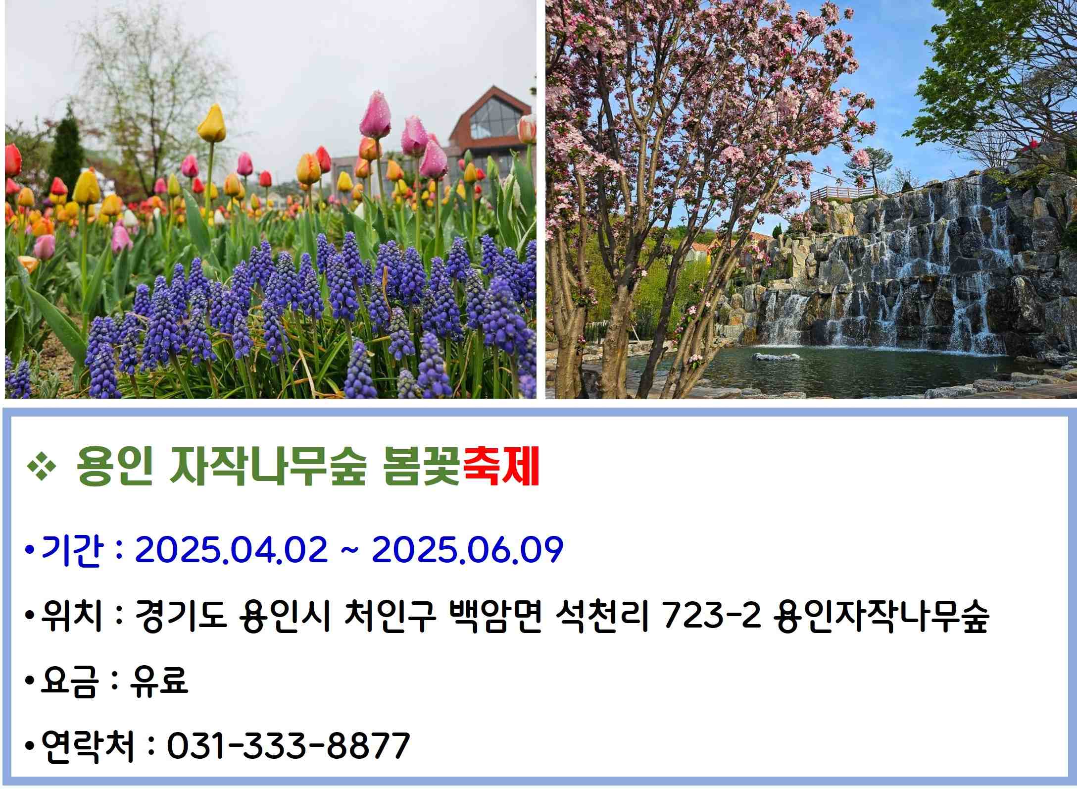 용인 자작나무숲 봄꽃축제