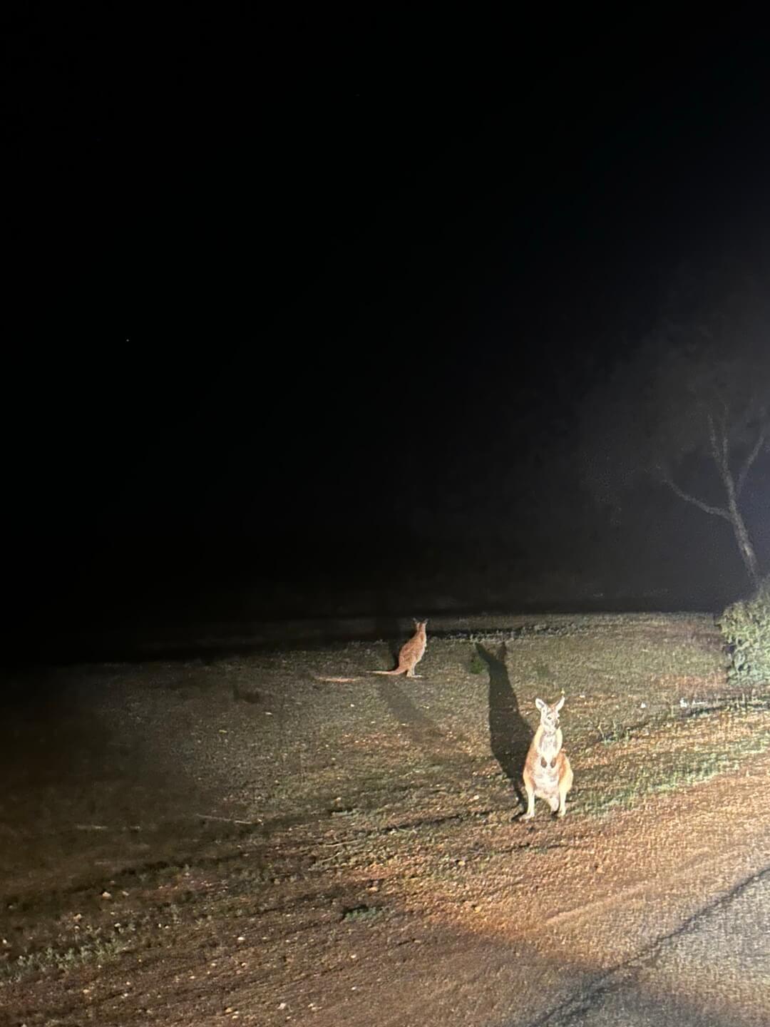 호주 퍼스 여행정보&amp;#44; 쿼카 로트네스트 섬&amp;#44; 칼바리 피나클스 투어