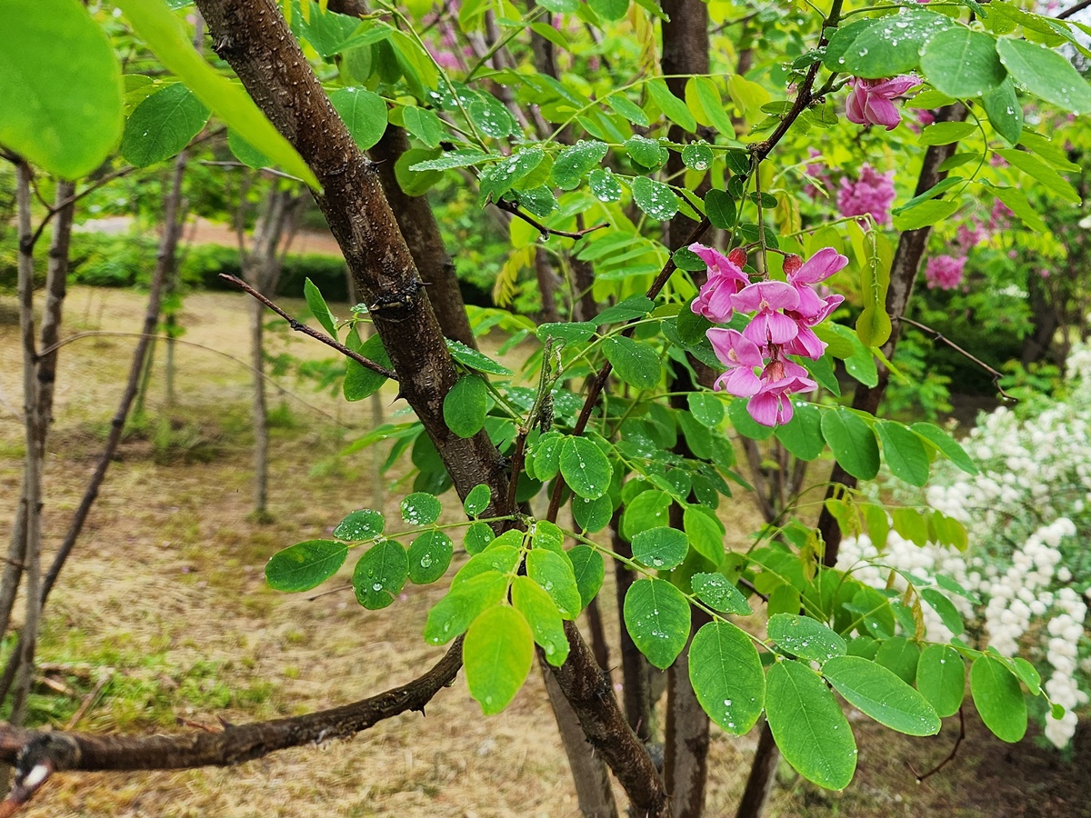 붉은아까시나무