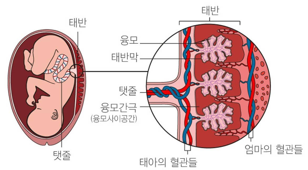 태반 내 면역세포 훈련과 면역력