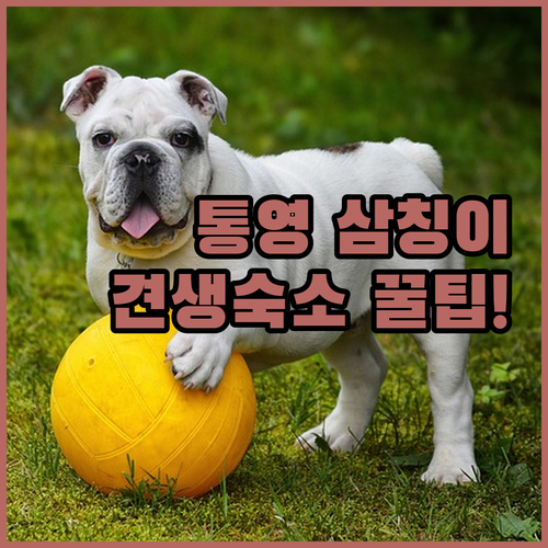 통영 삼칭이해안길 반려견 산책 매너와..