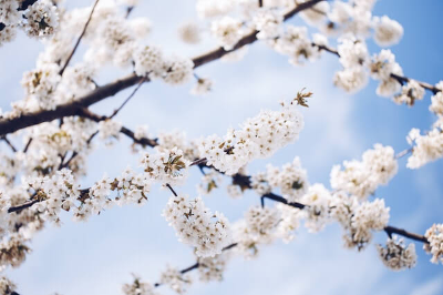 벚꽃
