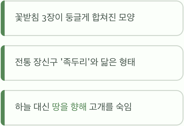 '족두리'를 닮은 꽃, 이름의 비밀