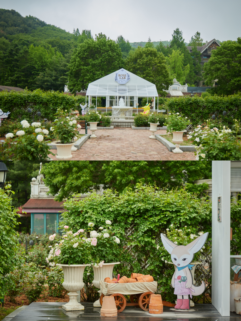 에버랜드 로로티 장미축제