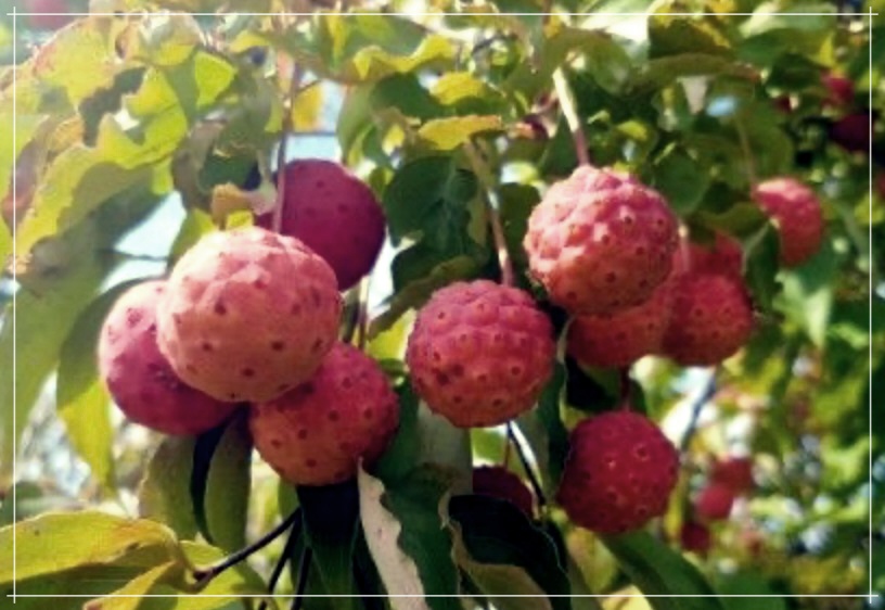 산딸나무 열매 효능, 먹는 방법 및 부작용