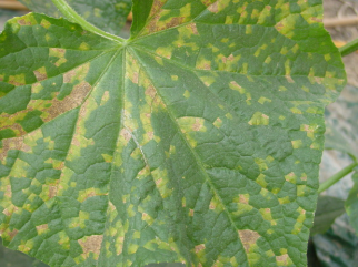 호박 심는시기(단호박, 늙은호박, 애호박모종), 호박모종 심는방법, 호박 키우기 재배부터 수확까지 쉽게 알아보기!