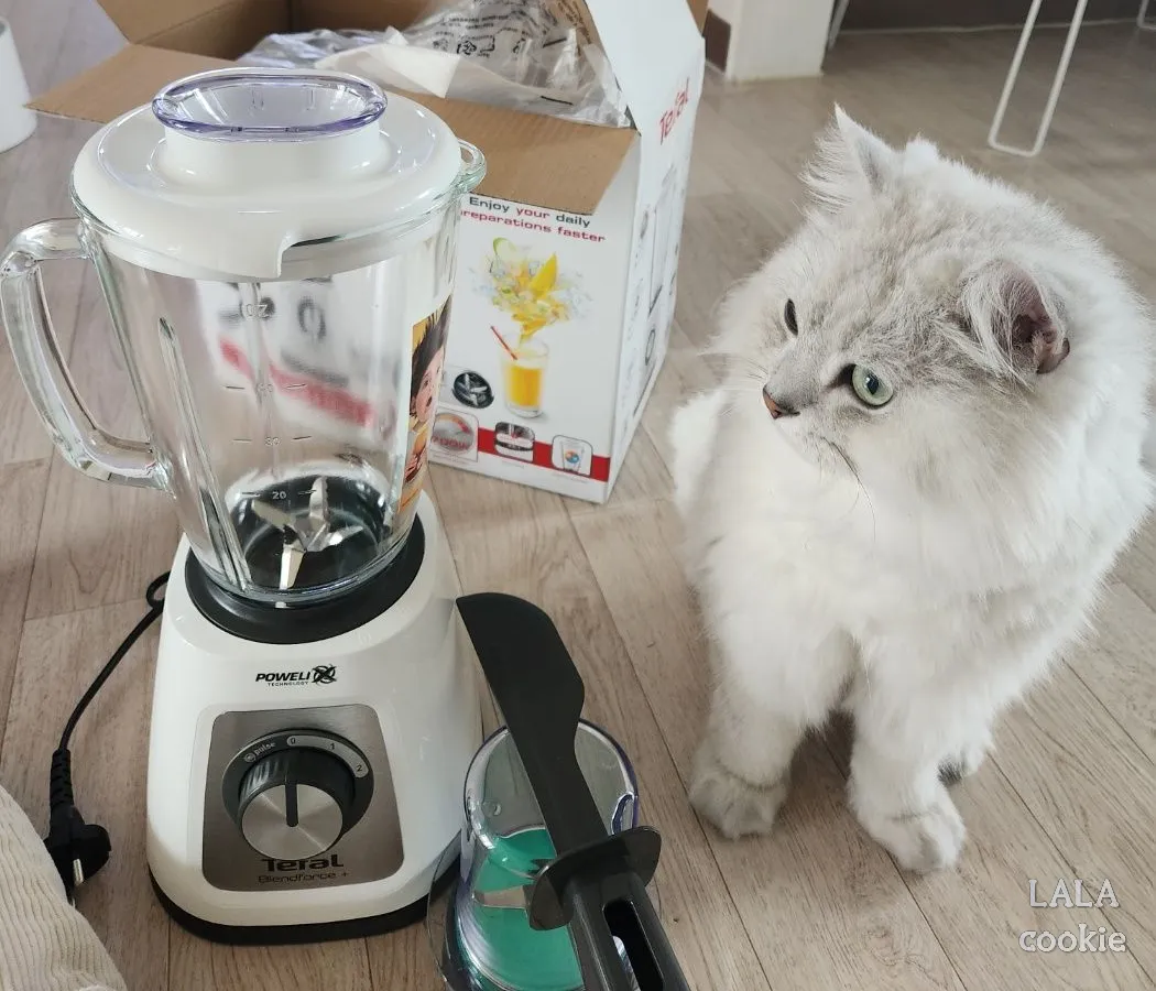 가성비-좋은-테팔-믹서기를-쳐다보고-있는-고양이