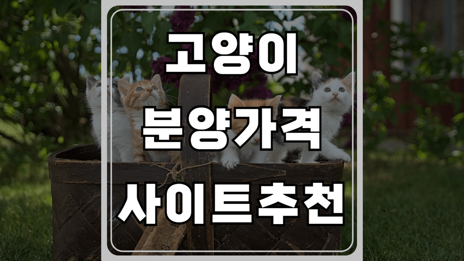 고양이 분양 가격과 사이트 추천