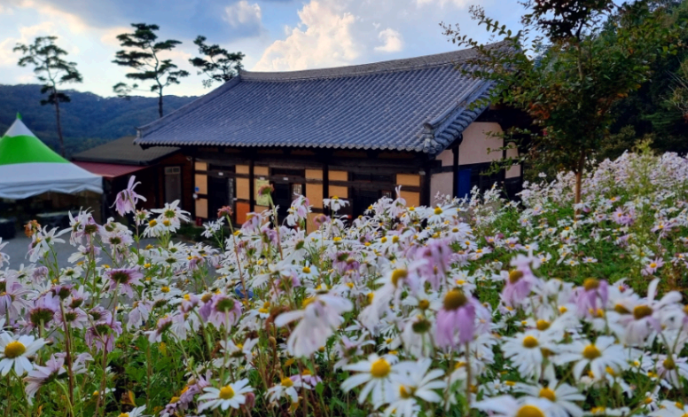 구룡사와 구절초