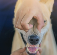 개가 떡을 먹어도 괜찮을까?