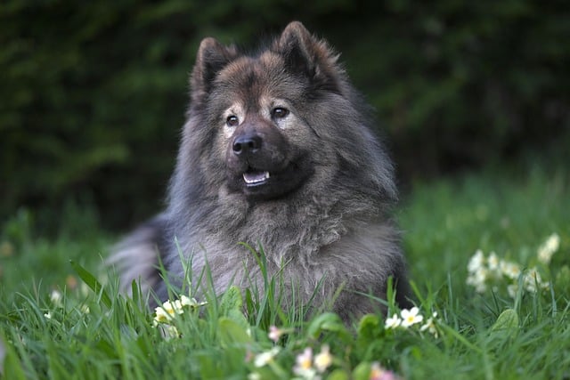 반려동물 관리사 1급