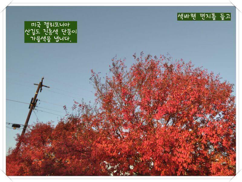 캘리도-붉은 단풍-안내장을 받습니다