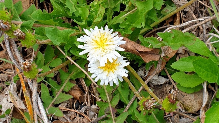 흰민들레 관련 사진