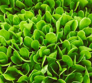 배추 효능 부작용 칼로리