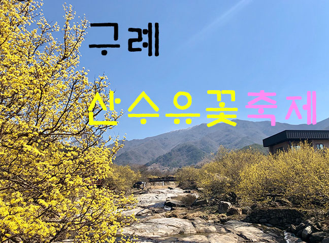 산수유꽃축제