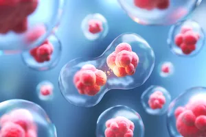 줄기세포-무릎수술